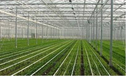 塑料大棚 塑料大棚